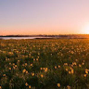 Meet your Posher, Dorine